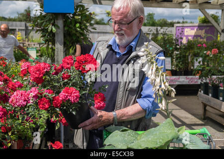 Older man selecting potted rose in garden centre on summer's day UK Stock Photo