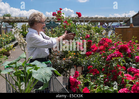 Older woman OAP looking at roses and plants in local garden centre on summer day UK Stock Photo