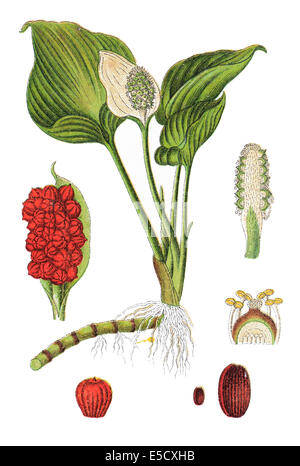 Calla palustris, Bog Arum, Marsh Calla, Wild Calla, and Water-arum Stock Photo