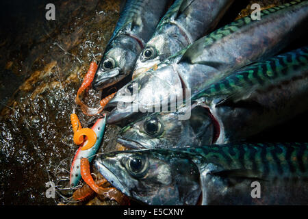 Atlantic mackerel, scomber scombrus Stock Photo