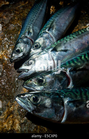 Atlantic mackerel, scomber scombrus Stock Photo