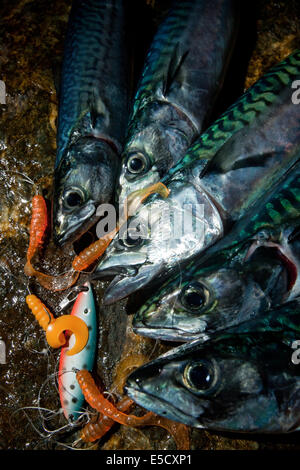 Atlantic mackerel, scomber scombrus Stock Photo