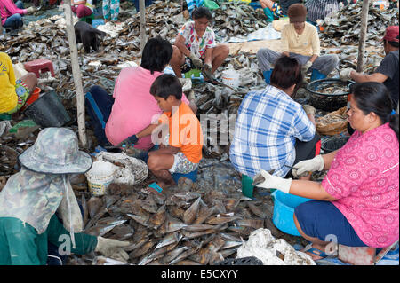 Thailand. 28th July, 2014. Burmese migrant 'young children' workers cleaning large shellfish clams in Thailand Credit:  Stephen Ford/Alamy Live News Stock Photo