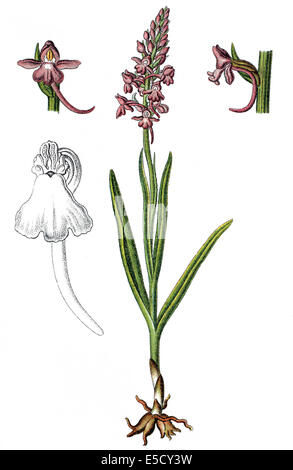 fragrant orchid, Gymnadenia conopsea Stock Photo