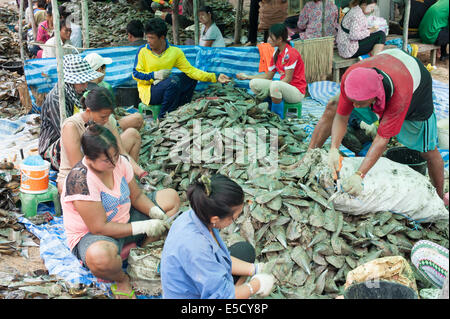 Thailand. 28th July, 2014. Burmese migrant workers cleaning large shellfish clams in Thailand Credit:  Stephen Ford/Alamy Live News Stock Photo