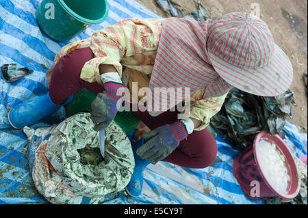 Thailand. 28th July, 2014. Burmese migrant workers catching and cleaning large shellfish clams in Thailand Credit:  Stephen Ford/Alamy Live News Stock Photo