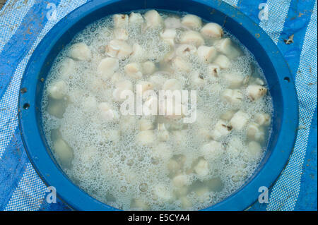 Thailand. 28th July, 2014. Burmese migrant workers cleaning large shellfish clams in Thailand Credit:  Stephen Ford/Alamy Live News Stock Photo