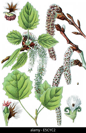 Populus tremula, commonly called aspen, common aspen, Eurasian aspen, European aspen, or quaking aspen Stock Photo