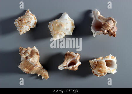 Indian Rock Shells Stock Photo