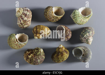 Indian Chestnut Turban Shells Stock Photo