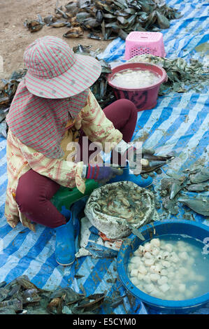 Thailand. 28th July, 2014. Burmese migrant workers catching and cleaning large shellfish clams in Thailand Credit:  Stephen Ford/Alamy Live News Stock Photo