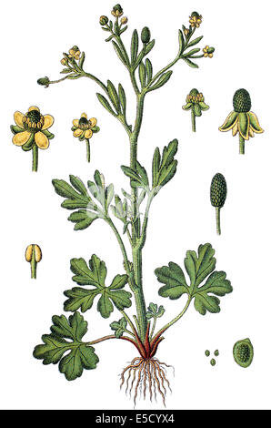 cursed buttercup and celery-leaved buttercup, Ranunculus sceleratus Stock Photo