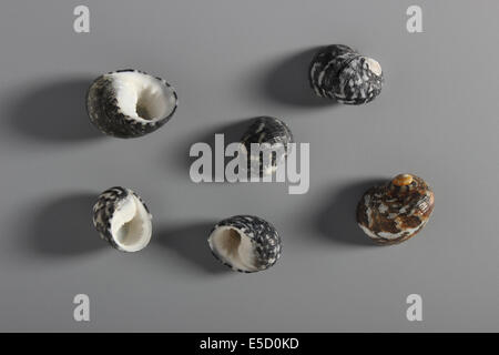 Indian Chestnut Turban Shells Stock Photo