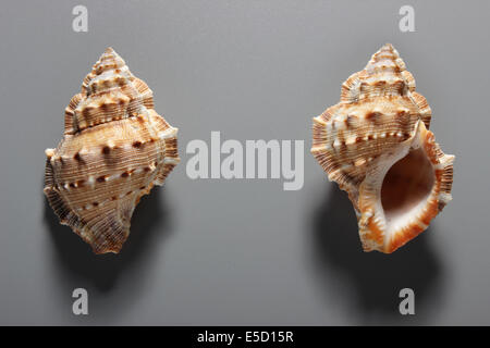 Indian Coral shells Stock Photo