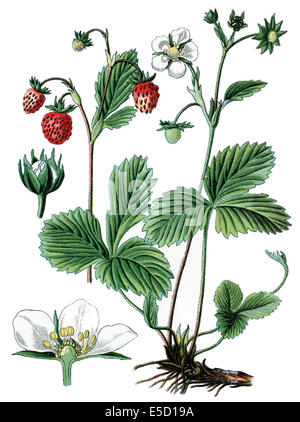 wild strawberry, woodland strawberry, Alpine strawberry, European strawberry, Fragaria vesca Stock Photo