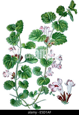 ground-ivy, gill-over-the-ground, reeping charlie, alehoof, tunhoof, catsfoot, field balm, and run-away-robin, Glechoma hederace Stock Photo