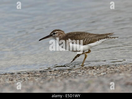 Spotted Sandpiper (Actitis macularia) walking at waters edge