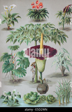 Araceae or the Arum family, 1. Anthurium, 2. Zantedeschia, 3. Dracunculus, 4. Monstera, 5. Caladium, 6. Amorphophallus, 7. Calla Stock Photo