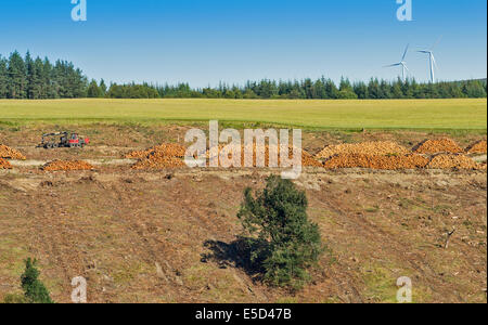 FORESTRY OPERATIONS A CLEAR FELL OR CLEARCUTTING OF PINE TREES IN NORTH EAST SCOTLAND Stock Photo