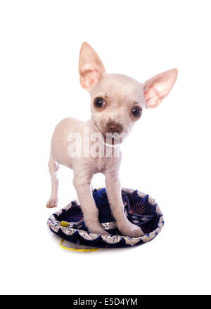 Cute cream color short haired Chihuahua puppy standing on little sombrero isolated on white background Stock Photo