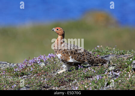 Male Willow Ptarmigan in summer plumage on the tundra Stock Photo
