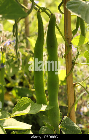 Runner beans growing up a bamboo cane in Summer Stock Photo