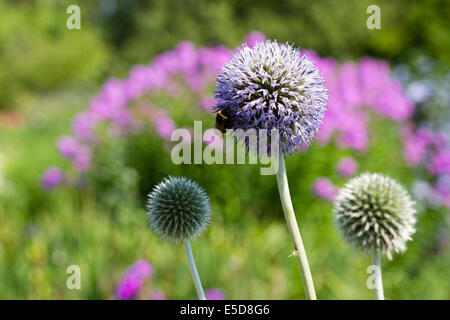 a blue purple thistle with two smaller thistles and purple flowers in the background Stock Photo