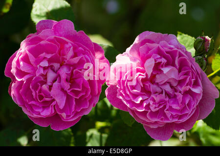 two roses with an opening bud and gren leaves in the background Stock Photo