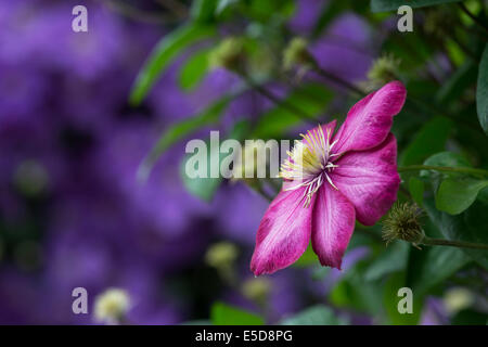 Clematis 'Ville de Lyon' Flower. Late Large-flowered Clematis Stock Photo