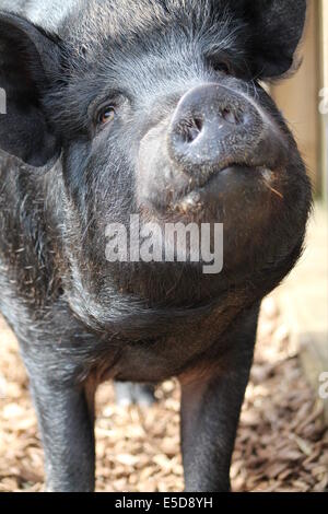 Happy Pig. Farmyard animal photography. Stock Photo