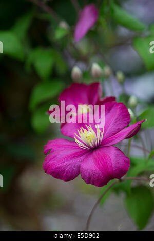 Clematis 'Ville de Lyon' Flower. Late Large-flowered Clematis Stock Photo