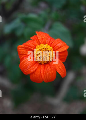 Tithonia rptundifolia Mexican sunflower close up of flower Stock Photo