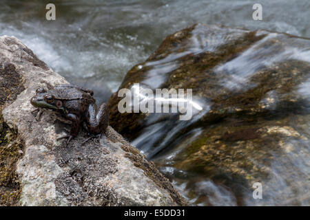 A dark Green Frog (Lithobates clamitans) sitting upon a stone at the side of a river. Stock Photo