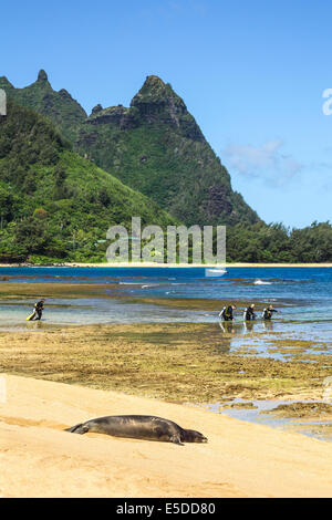 Hawaiian monk seal rests at Tunnels Beach on Kauai while scuba divers head out to sea Stock Photo
