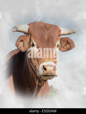 Portrait of a Hereford cow Stock Photo - Alamy