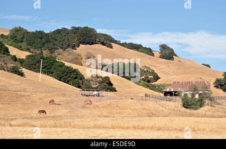 view of horse ranch in the golden hills of Marin and Sonoma Counties Stock Photo