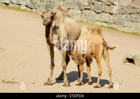 Bactrian camel, Camelus bactrianus, here is one calf suckling its mother. Stock Photo