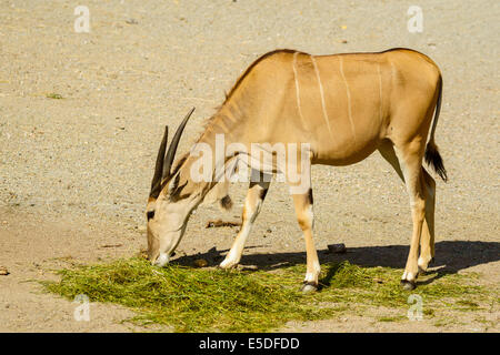One common eland, Taurotragus oryx, feeding on grass. Also known as southern eland or eland antelope. Stock Photo