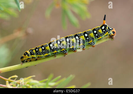 Caterpillar of the Spurge Hawk-moth (Hyles euphorbiae) feeding on its food plant Cypress Spurge (Euphorbia cyparissias), Germany Stock Photo