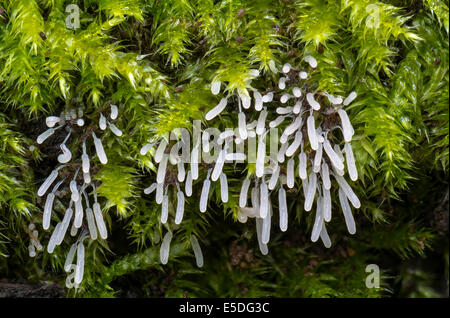 Stemonitopsis typhina (Stemonitopsis typhina), fruiting bodies in rain-soaked moss, Hesse, Germany Stock Photo