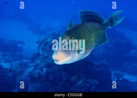 Yellowmargin Triggerfish (Pseudobalistes flavimarginatus), Palau Stock Photo