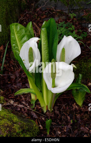 The white skunk cabbage   -  Lysichiton camtschatcensis Stock Photo