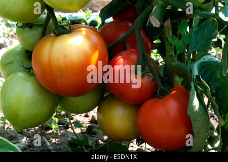 Bunch of home grown tomatoes ripening on the vine. Stock Photo
