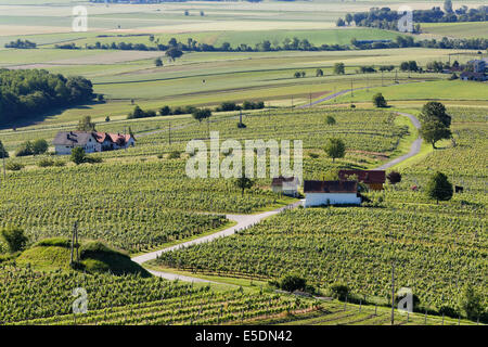 Austria, Burgenland, Oberwart District, Eisenberg an der Pinka, Vineyard Stock Photo