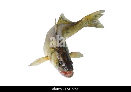 long zander on white background Stock Photo
