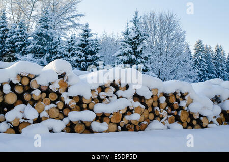 Stack of cut timber logs in a forest Stock Photo