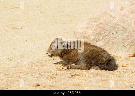 Yak, Bos grunniens, small baby animal resting in front of stone in sand. Stock Photo