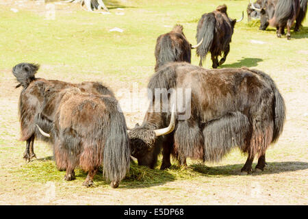 Yak, Bos grunniens, here seen feeding on pile of grass. Stock Photo