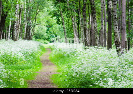 Footpath in a birchwood June day. Summer background Stock Photo