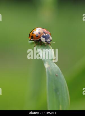 wandering after stalk of grass ladybug Stock Photo